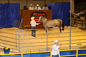 2013 Myers Performance Horses Sale Results